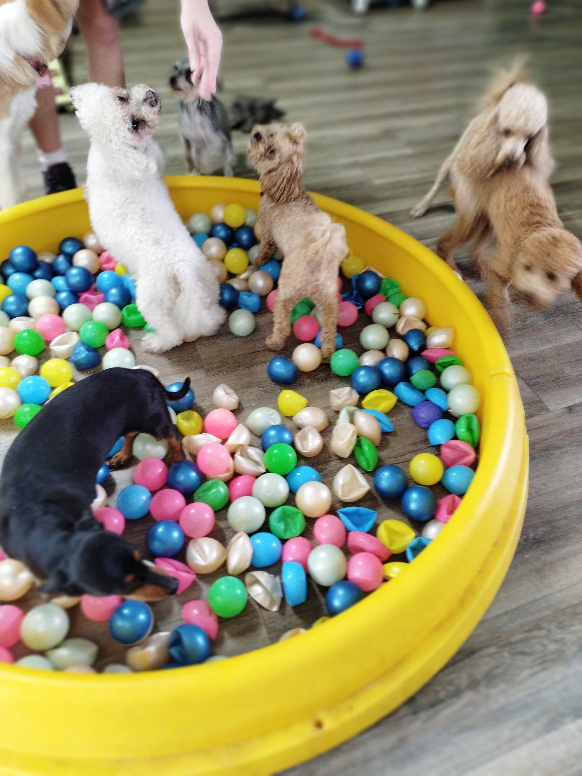 The BEST Dog Grooming in Currumbin QLD 4223 Localsearch