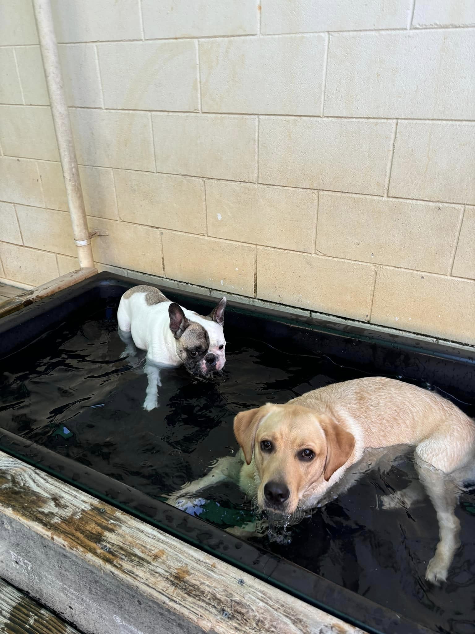 Luxury Dog Boarding Escape Canine Retreat Spa Country Run Kennels