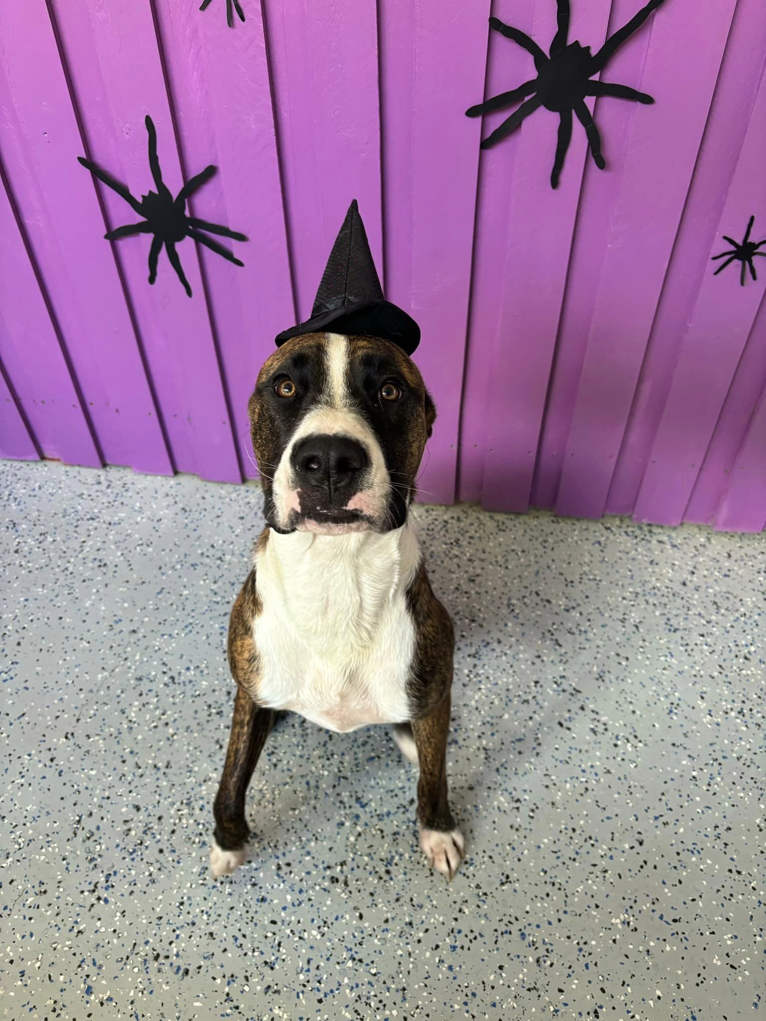 10 BEST Dog Grooming in Trinity Beach QLD 4879 Localsearch