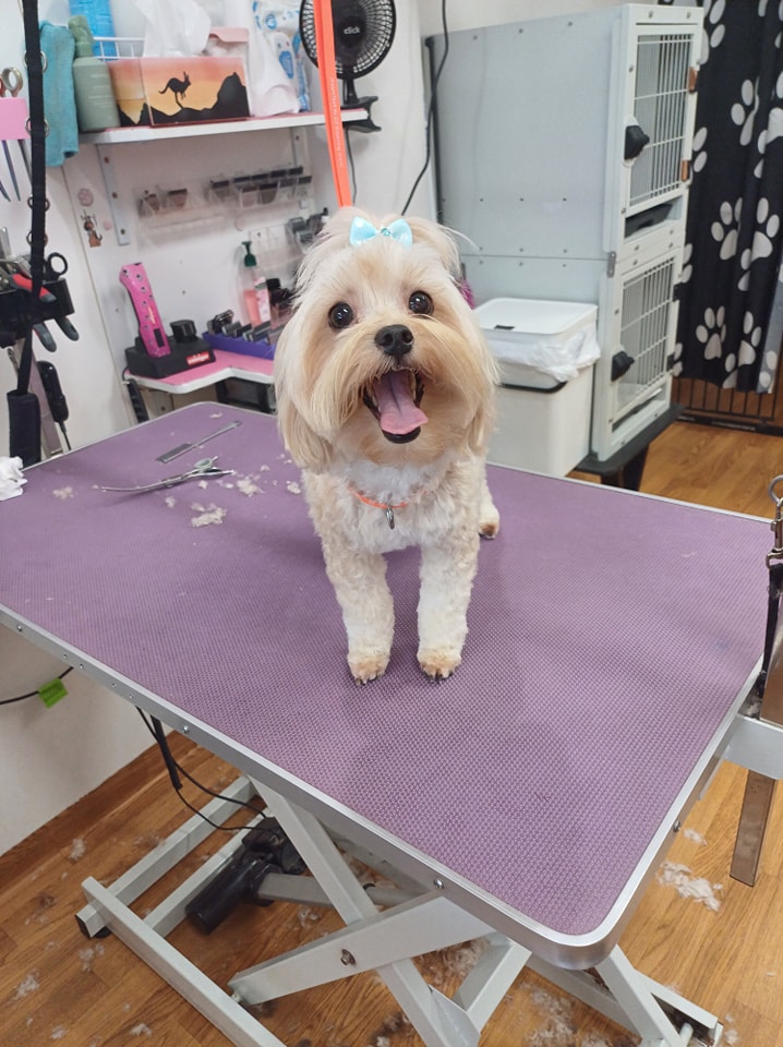 Smoochie Pooch Groomers That Come To You Cat Grooming Near Me