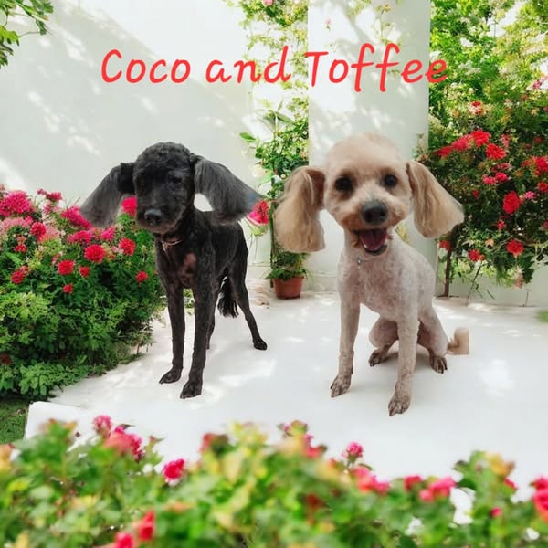 Dog Boarding Pupstarz Mobile Grooming 10 BEST Dog Grooming In