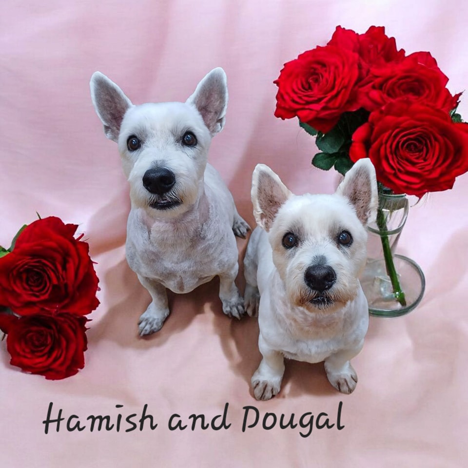 Doggy Daycare Pupstarz Mobile Grooming 10 BEST Dog Grooming In