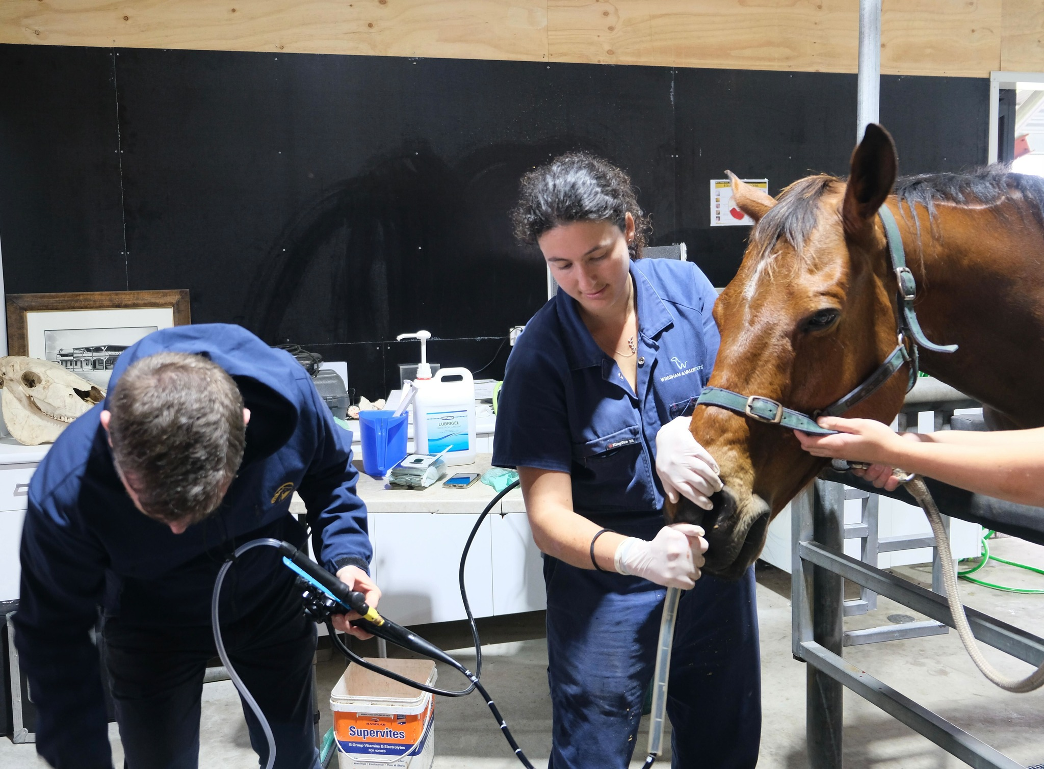 10 BEST Vets in Harrington NSW 2427 Harrington Veterinarians