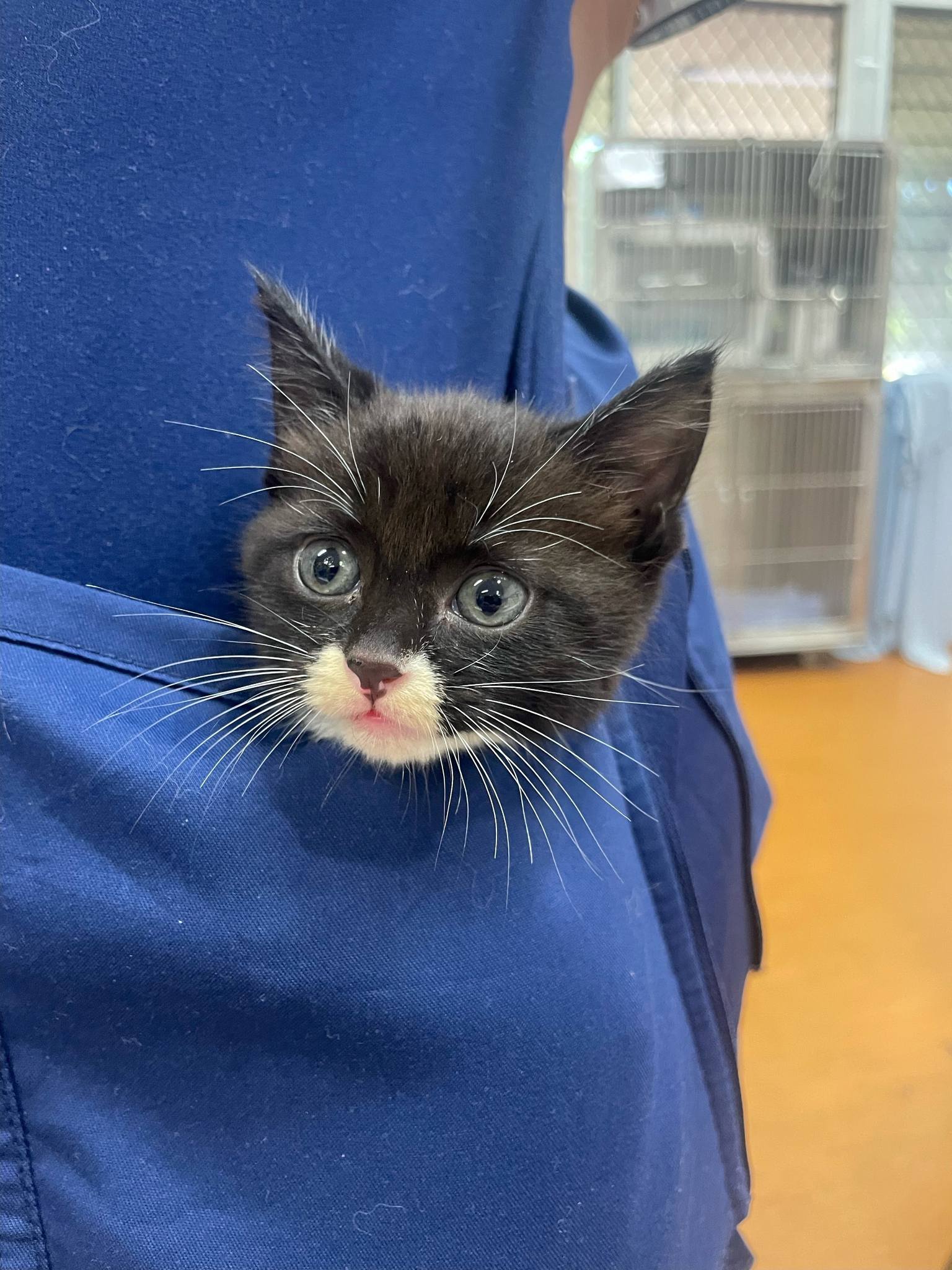 The BEST Vets in Nightcliff NT 0810 Nightcliff Veterinarians