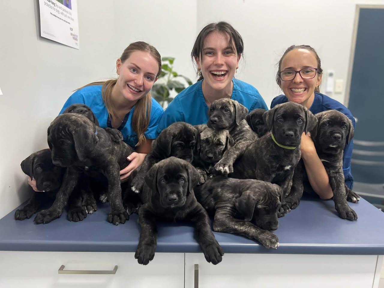 The BEST Vets in Stratford QLD 4870 Stratford Veterinarians