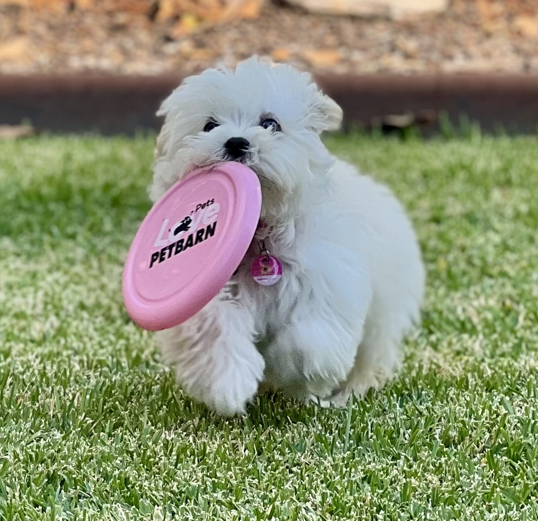 10 BEST Dog Grooming in Maitland NSW Localsearch